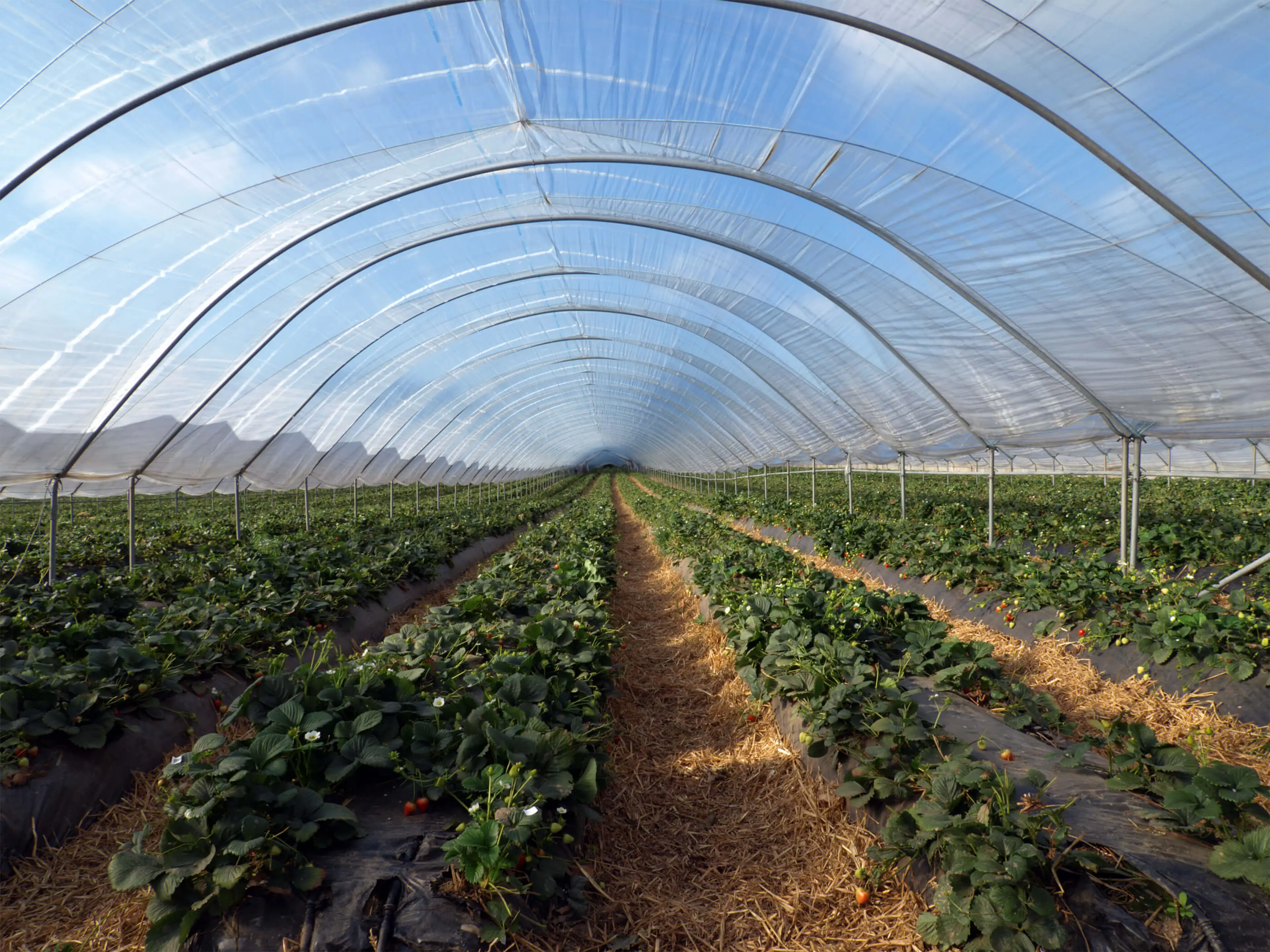 A vast poly tunnel of ripe strawberries, ready for picking