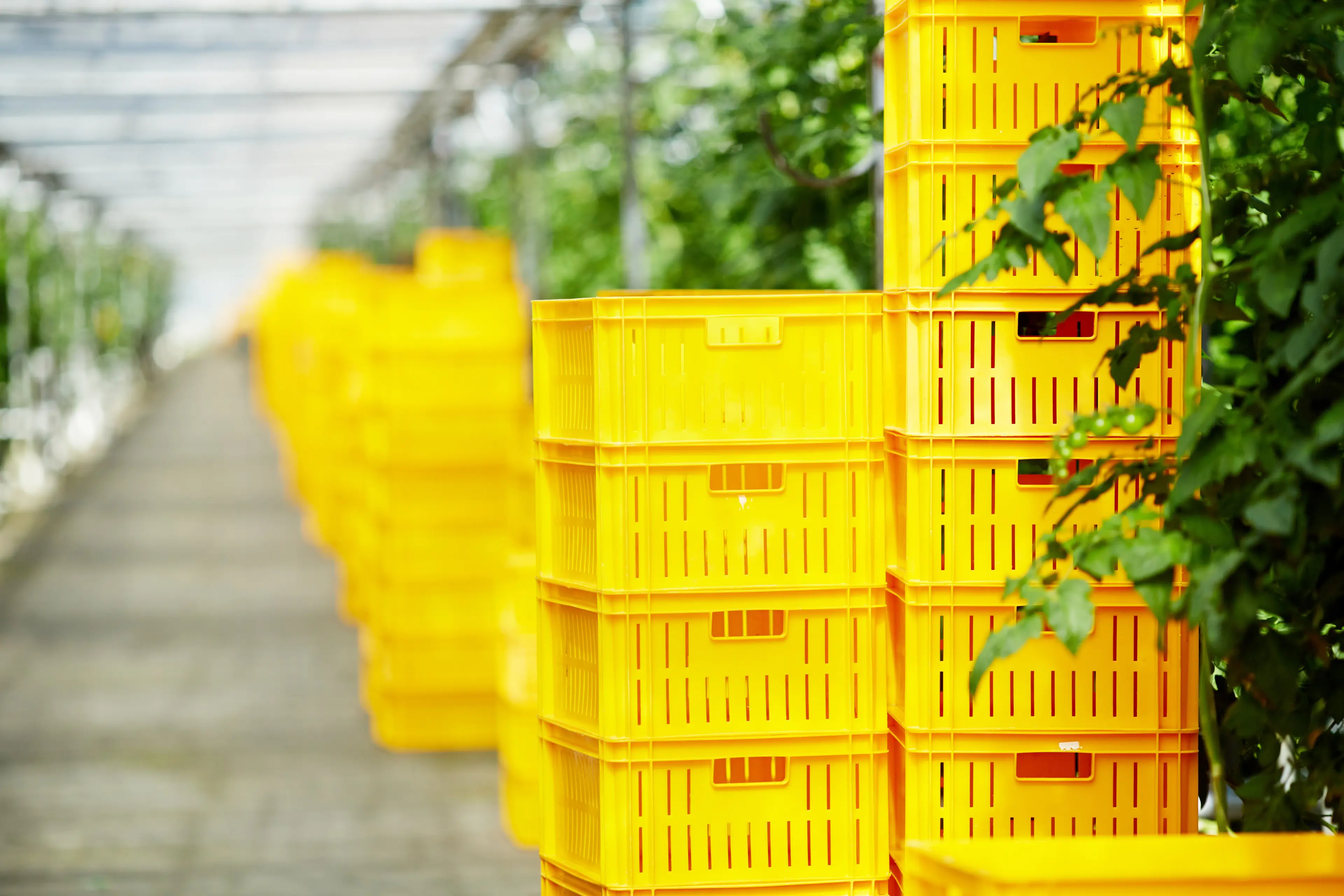 Yellow IM crates_plant_iStock-850890344.jpg